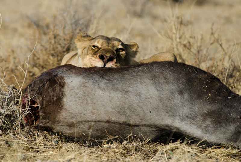 50 - Namibia - leones comiendo - parque nacional de Etosha